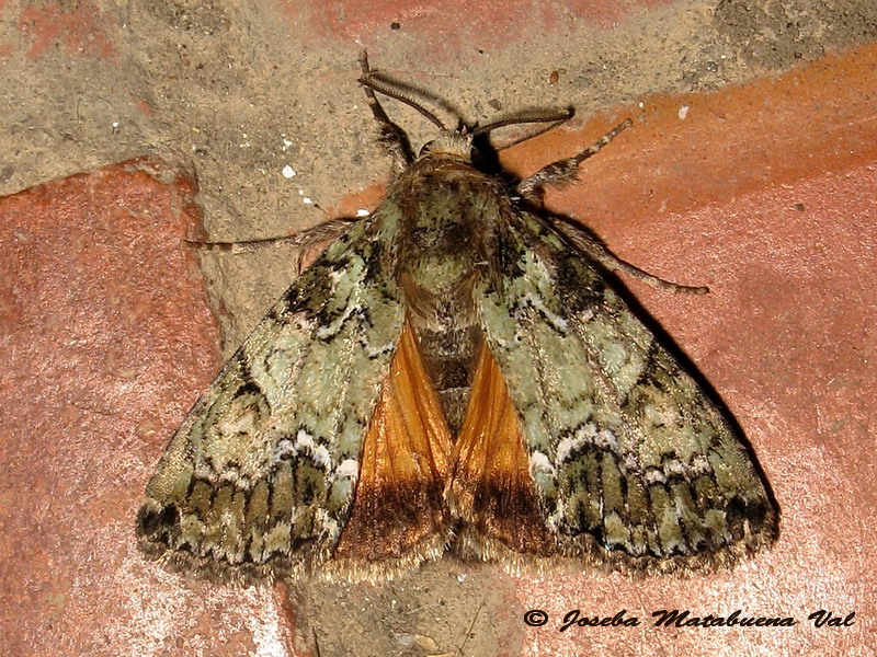 Polyphaenis sericata - Noctuidae